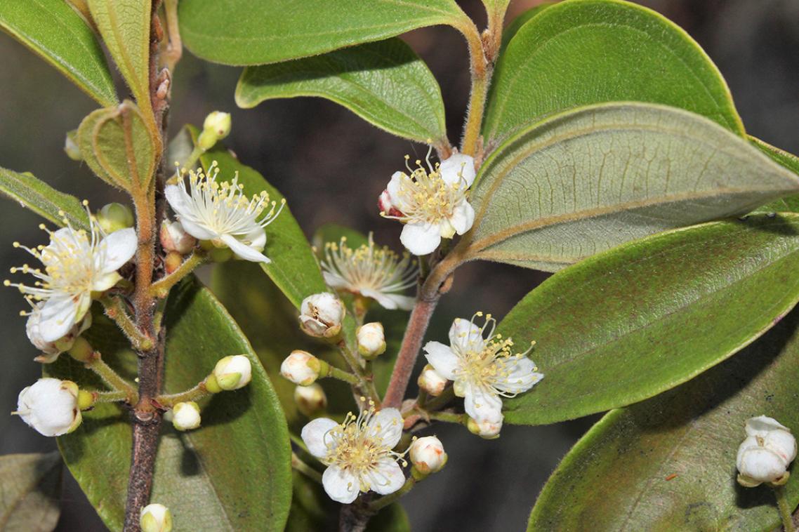 Flowers on a healthy Rhodamnia zombi tree prior to infection by myrtle rust.