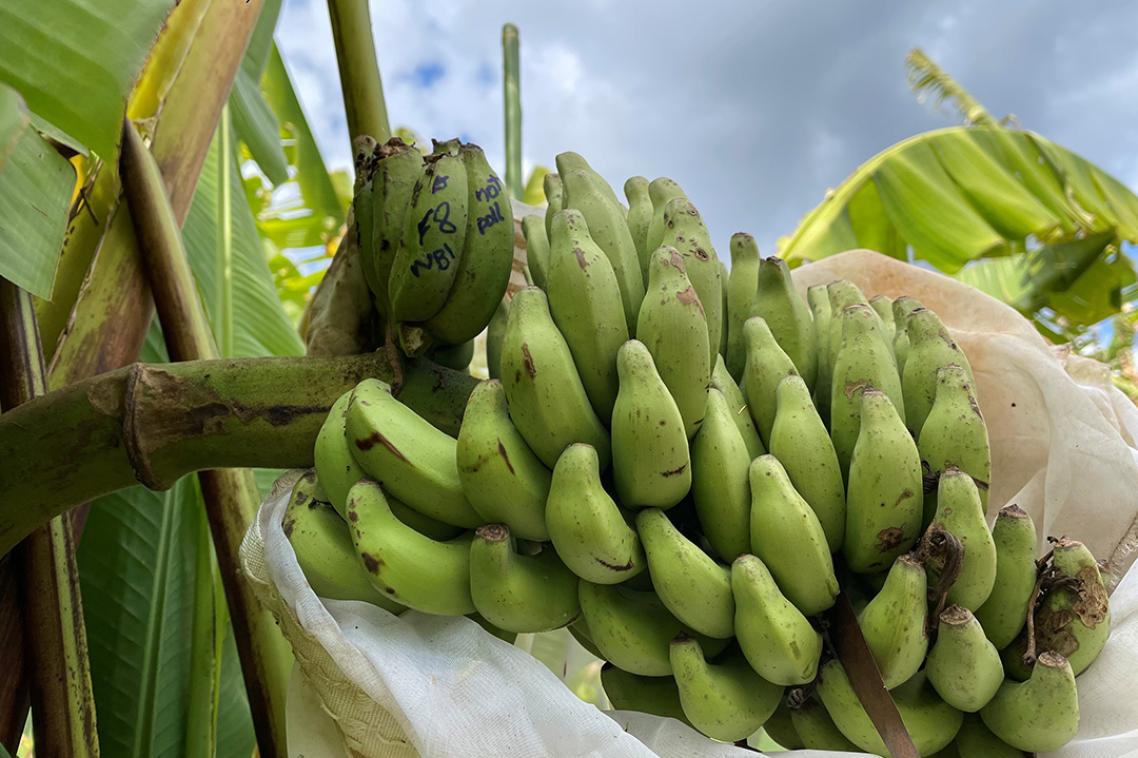 A bunch of 'Calcutta 4' bananas, a highly fertile wild diploid banana variety.