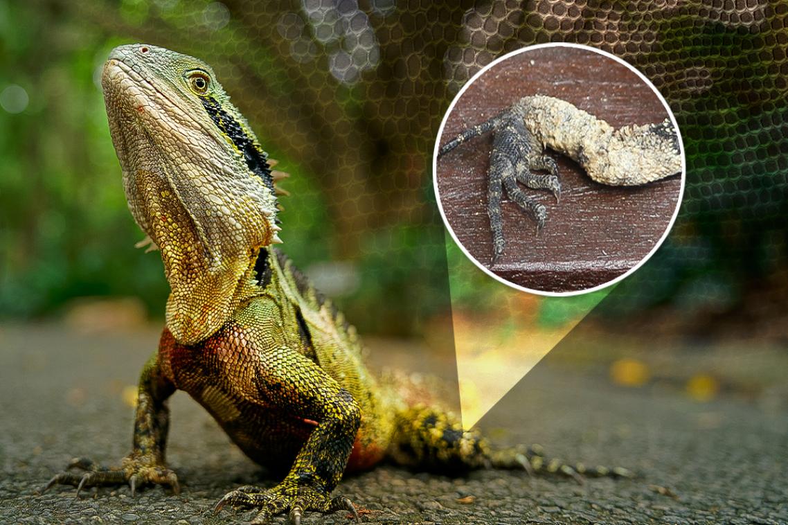 A water dragon with an inset image of the a deadly fungus growing on its leg.