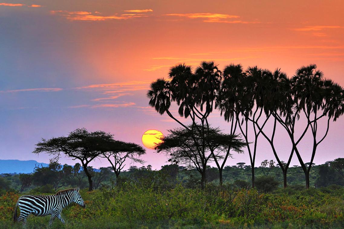 The sun is setting in a pink and yellow sky on an African plain with a zebra in the foreground.
