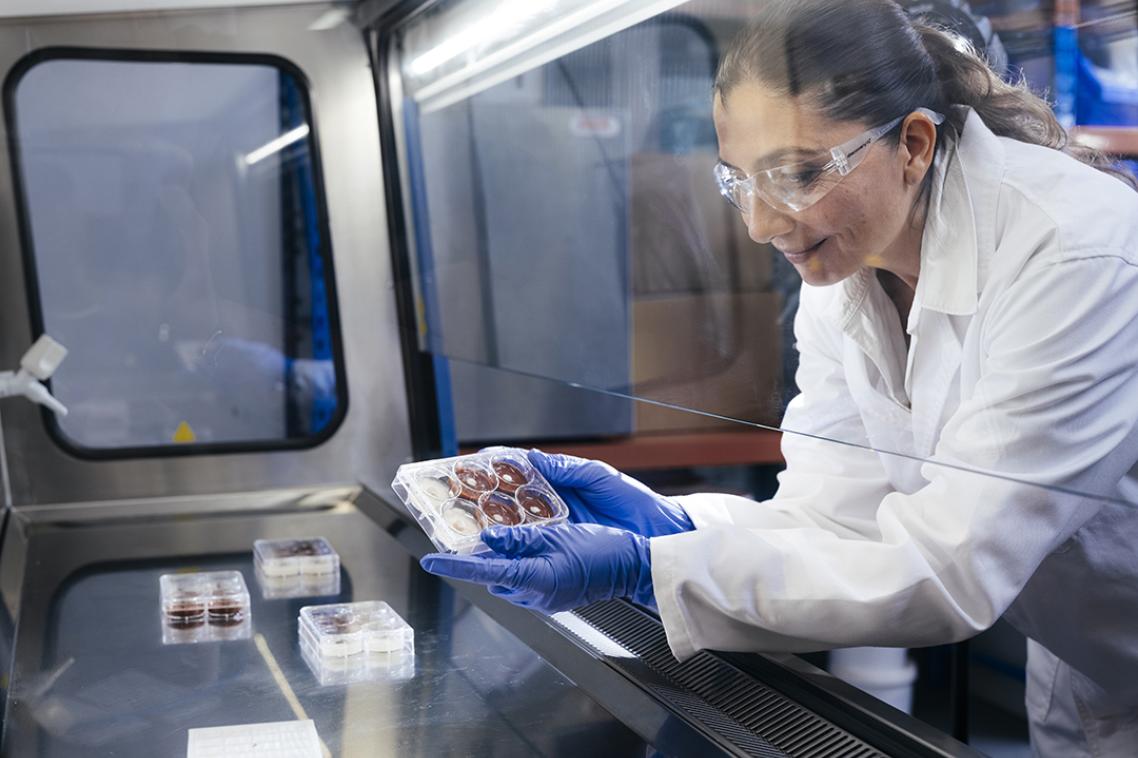 Laboratory worker wearing protective glasses and blue gloves examining a sealed multi-well sample plate inside a sterile cabinet, with additional plates arranged on the work surface.