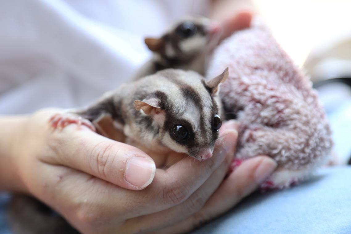 two small large-eyed grey gliders are held in a hand