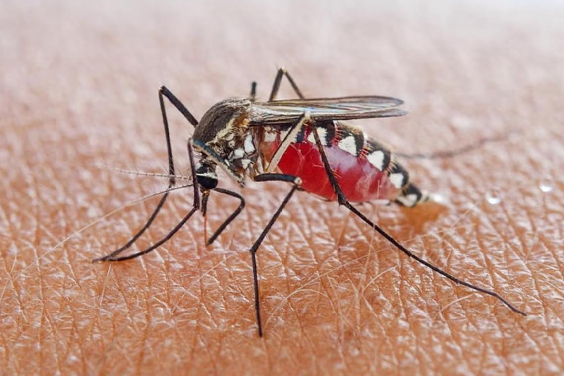 A mosquito on a person's arm.