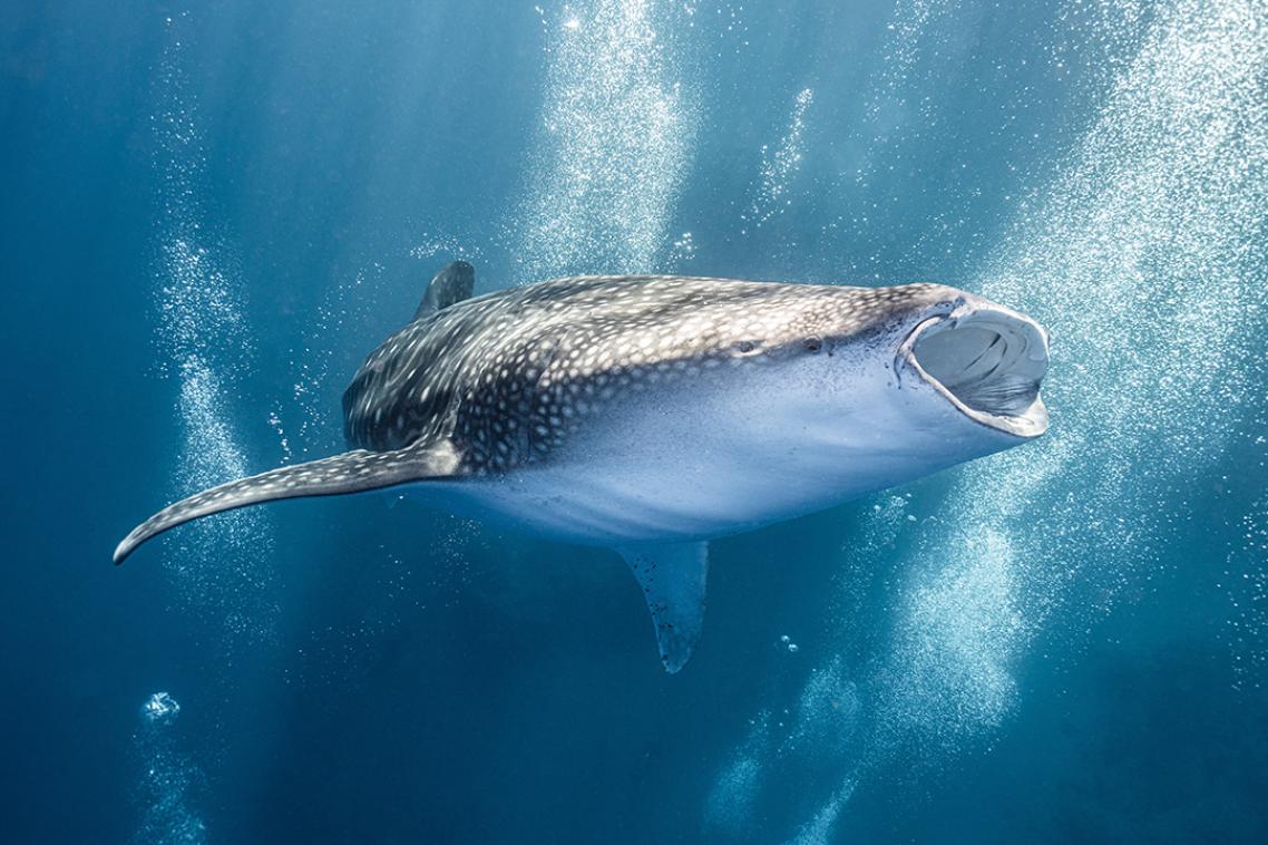 An underwater photo of a whale shark.